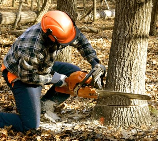Tree Removal in Eden, UT
